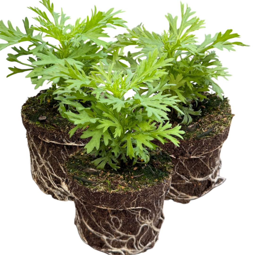 Argyranthemum ‘Madeira Yellow’ — Hardy Perennial, 10.5cm Pot (Set of 3 or 6)