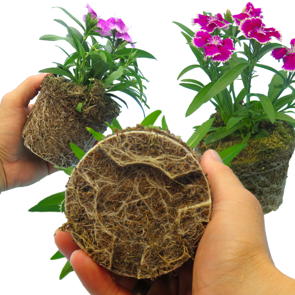 Dianthus ‘Festival’ — Hardy Short-Lived Perennial (often grown as biennial), Bee-Friendly, 10.5cm Pot