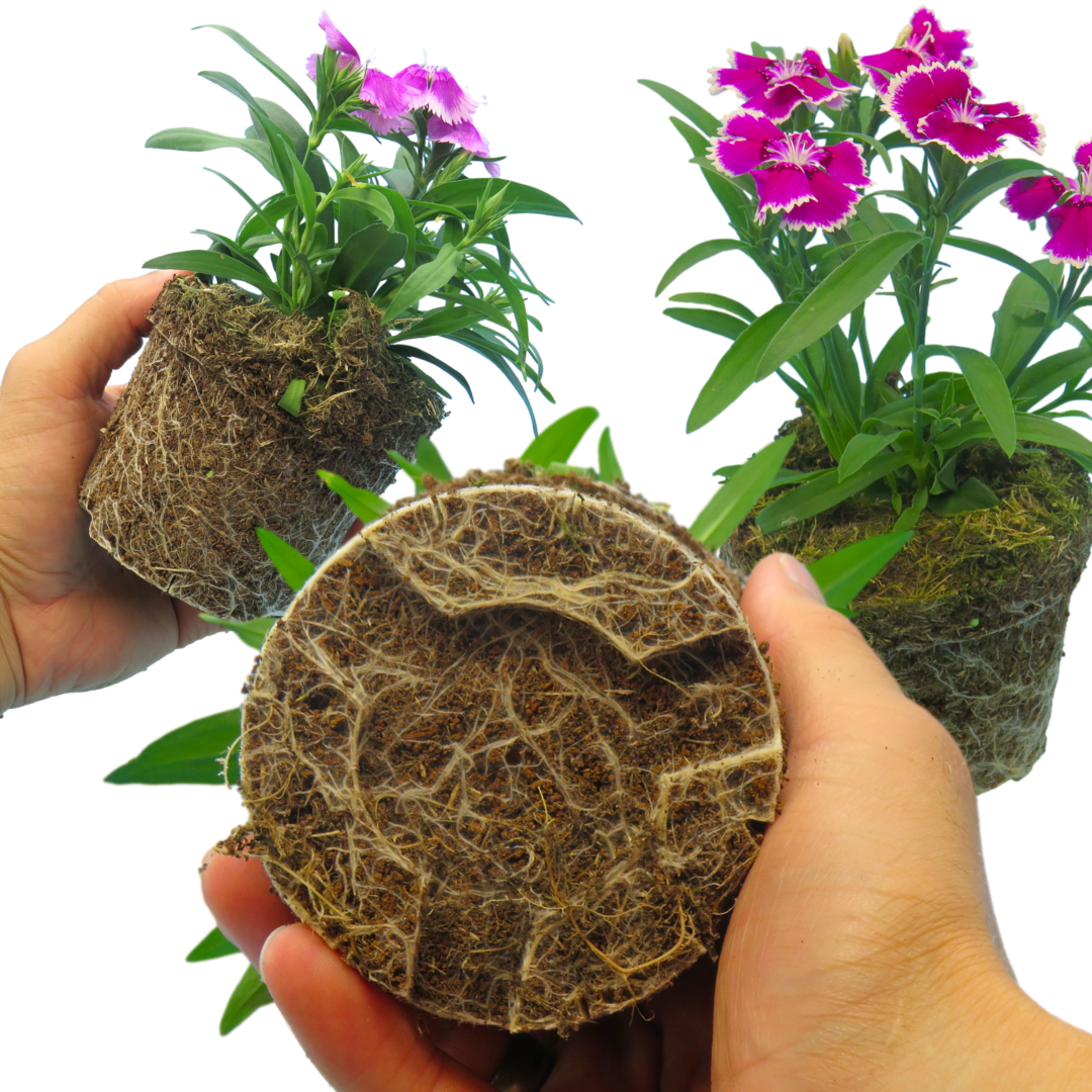 Dianthus ‘Festival’ — Hardy Short-Lived Perennial (often grown as biennial), Bee-Friendly, 10.5cm Pot