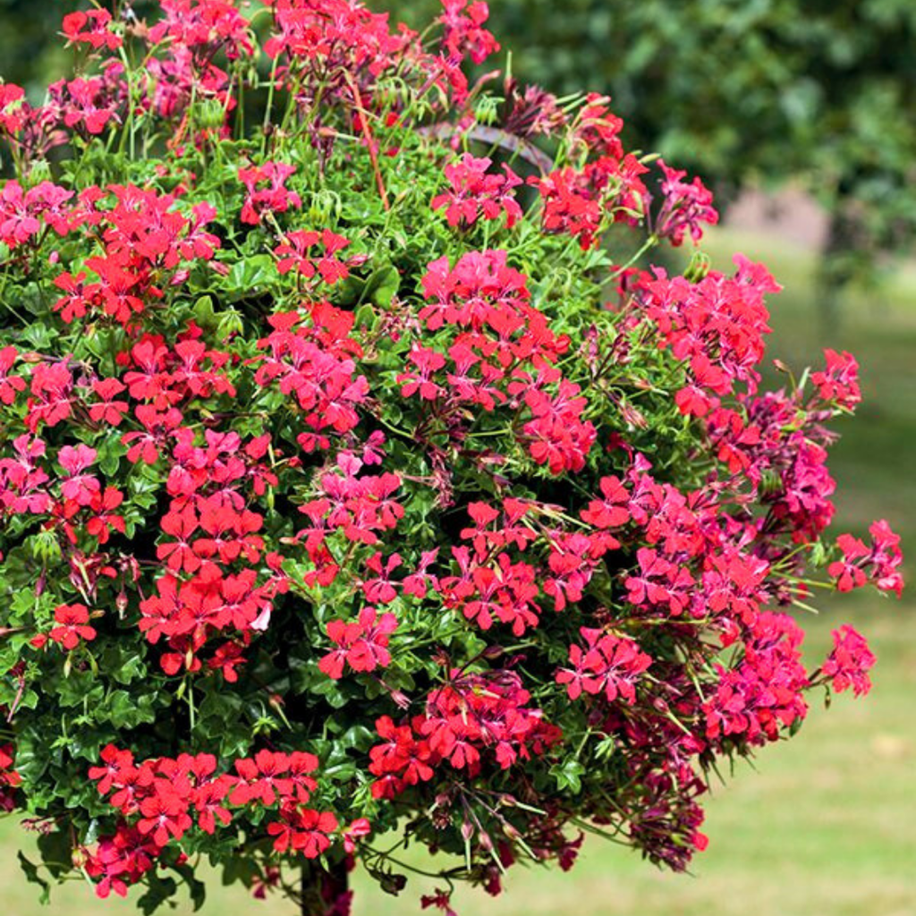 Geranium ‘Tornado Red’ — Hardy Perennial, 10.5cm Pot