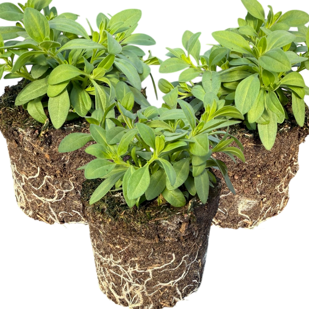 Calibrachoa ‘Cabaret Yellow’ — Half-Hardy Trailing Annual, Bee-Friendly, 10.5cm Pot (Set of 3 or 6)