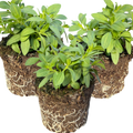 Calibrachoa ‘Cabaret Yellow’ — Half-Hardy Trailing Annual, Bee-Friendly, 10.5cm Pot (Set of 3 or 6)