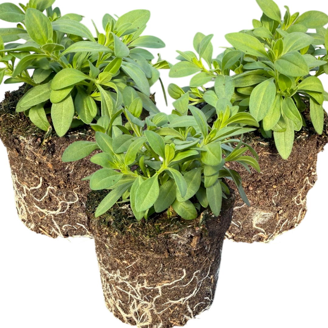 Calibrachoa ‘Cabaret Yellow’ — Half-Hardy Trailing Annual, Bee-Friendly, 10.5cm Pot (Set of 3 or 6)