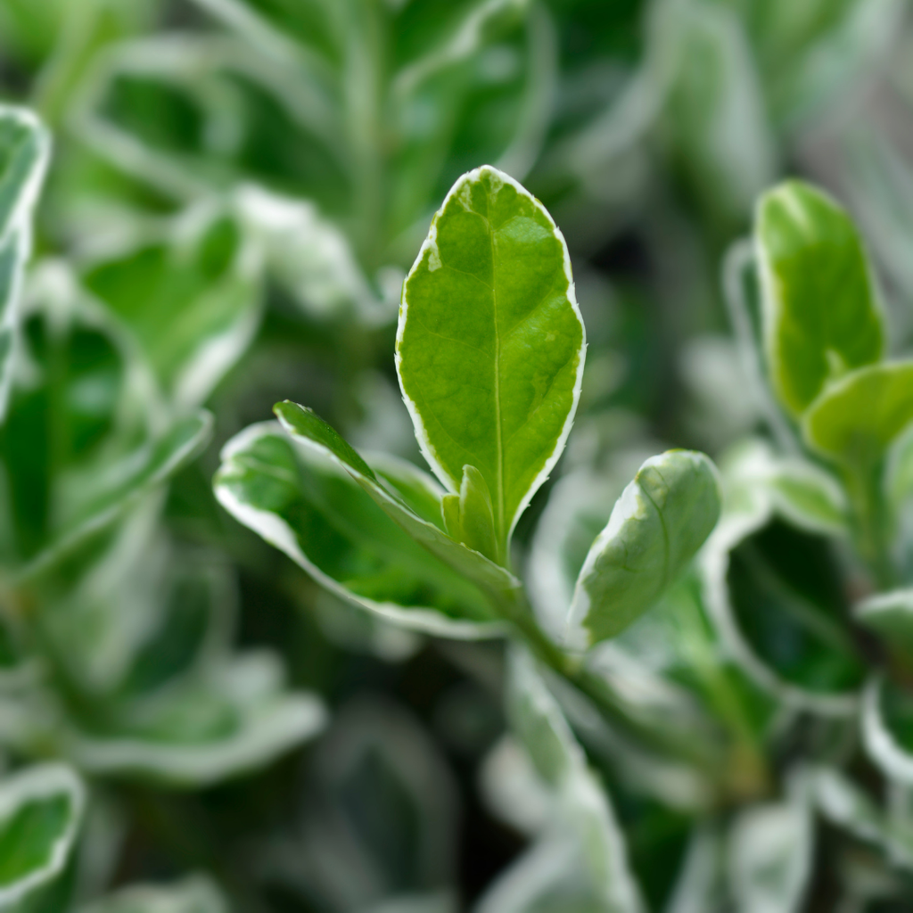 Euonymus ‘Kathy’ — Hardy Shrub, 2L Pot