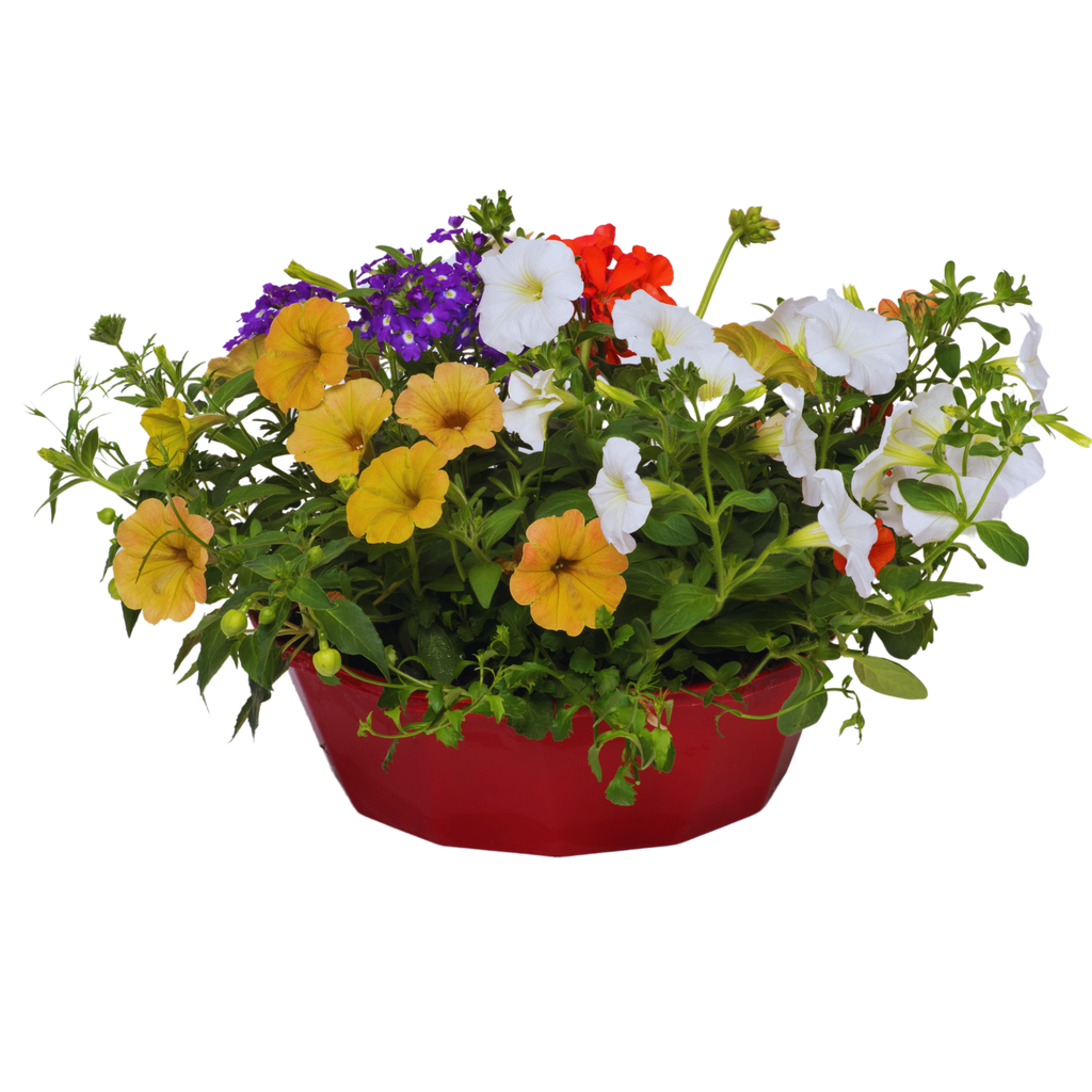 Tangerine Twist Speedplanter — Pre-Planted Mixed Annual Display, 7-Plant Set