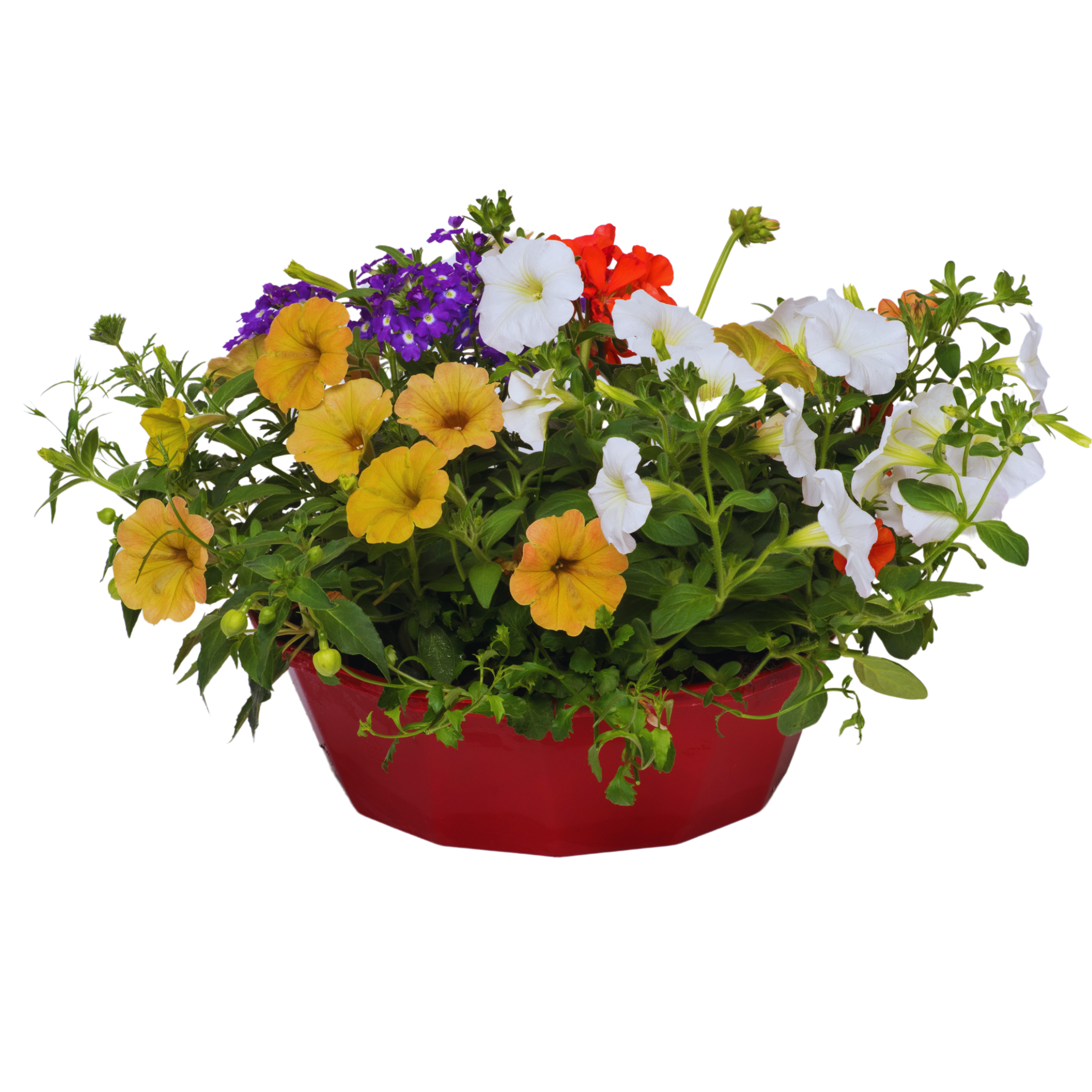 Tangerine Twist Speedplanter — Pre-Planted Mixed Annual Display, 7-Plant Set