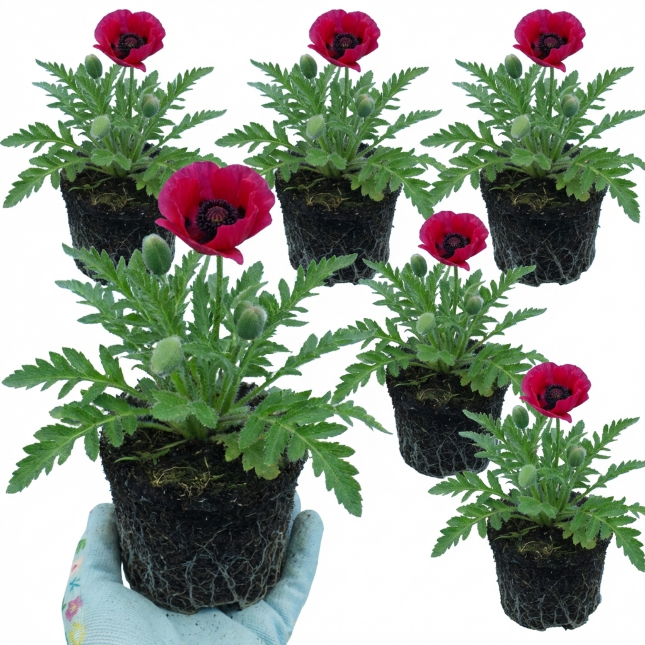 Papaver ‘Orientale Beauty of Livermere’ — Hardy Perennial, Bee-Friendly, 1L Pot (Set of 3 or 6)