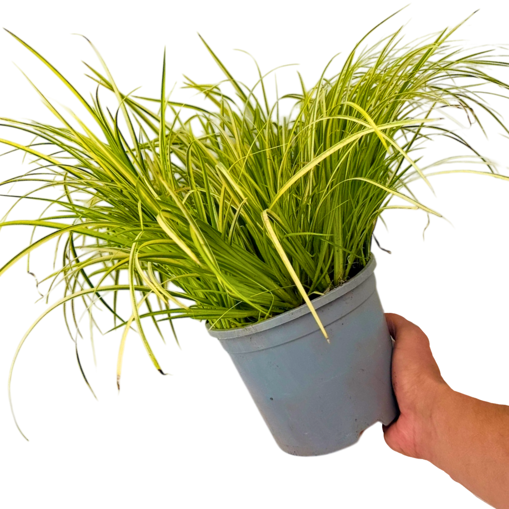 Acorus ‘Ogon’ — Hardy Perennial, 2L Pot