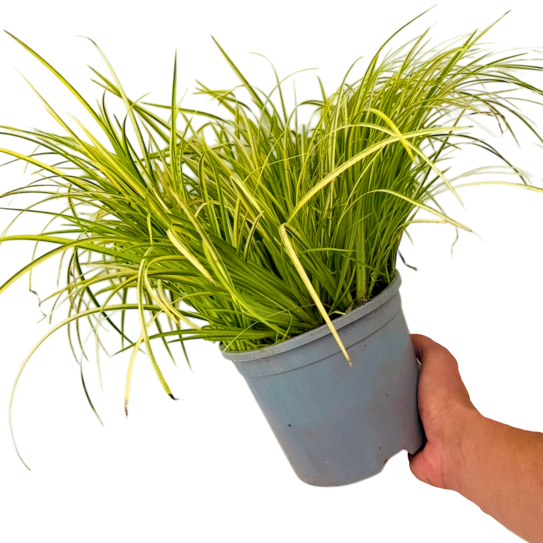 Acorus ‘Ogon’ — Hardy Perennial, 2L Pot