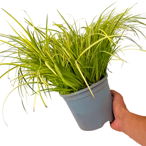 Acorus ‘Ogon’ — Hardy Perennial, 2L Pot