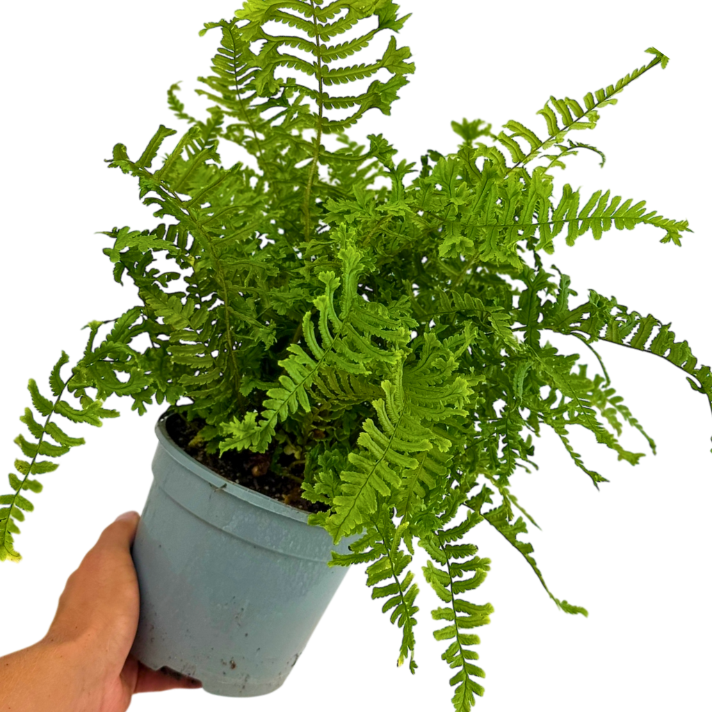 Scaly ‘Male’ — Hardy Perennial, 2L Pot