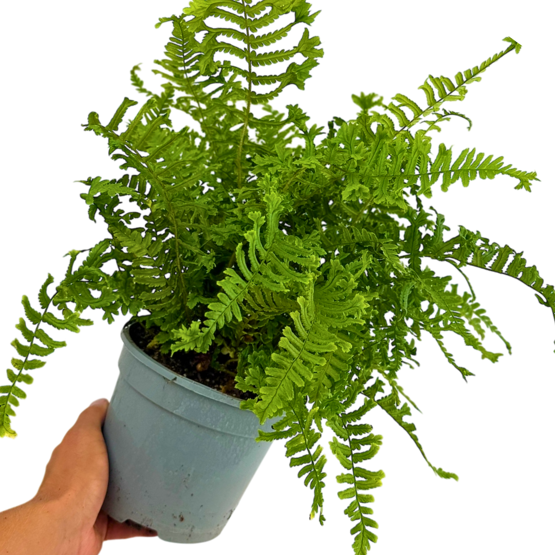 Scaly ‘Male’ — Hardy Perennial, 2L Pot