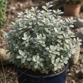 Pittosporum ‘Silver Ball’ — Hardy Shrub, 3L Pot