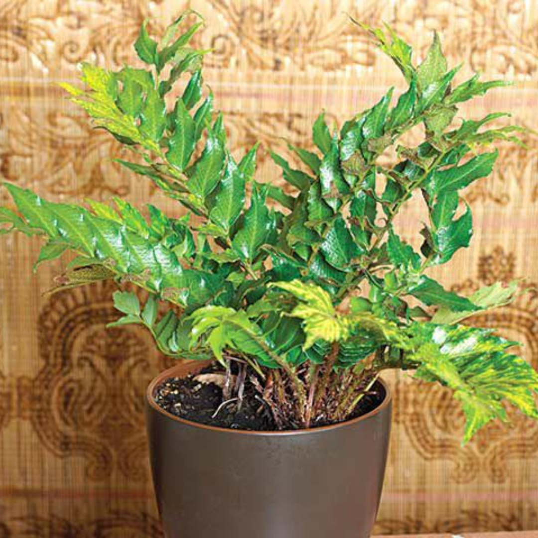 Polystichum ‘Brauns Holly Fern’ — Hardy Evergreen Fern, 1L Pot (Set of 3 or 6)
