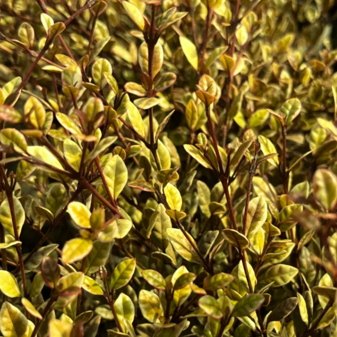 Lophomyrtus ‘Golden Dragon’ — Hardy Perennial, 3L Pot