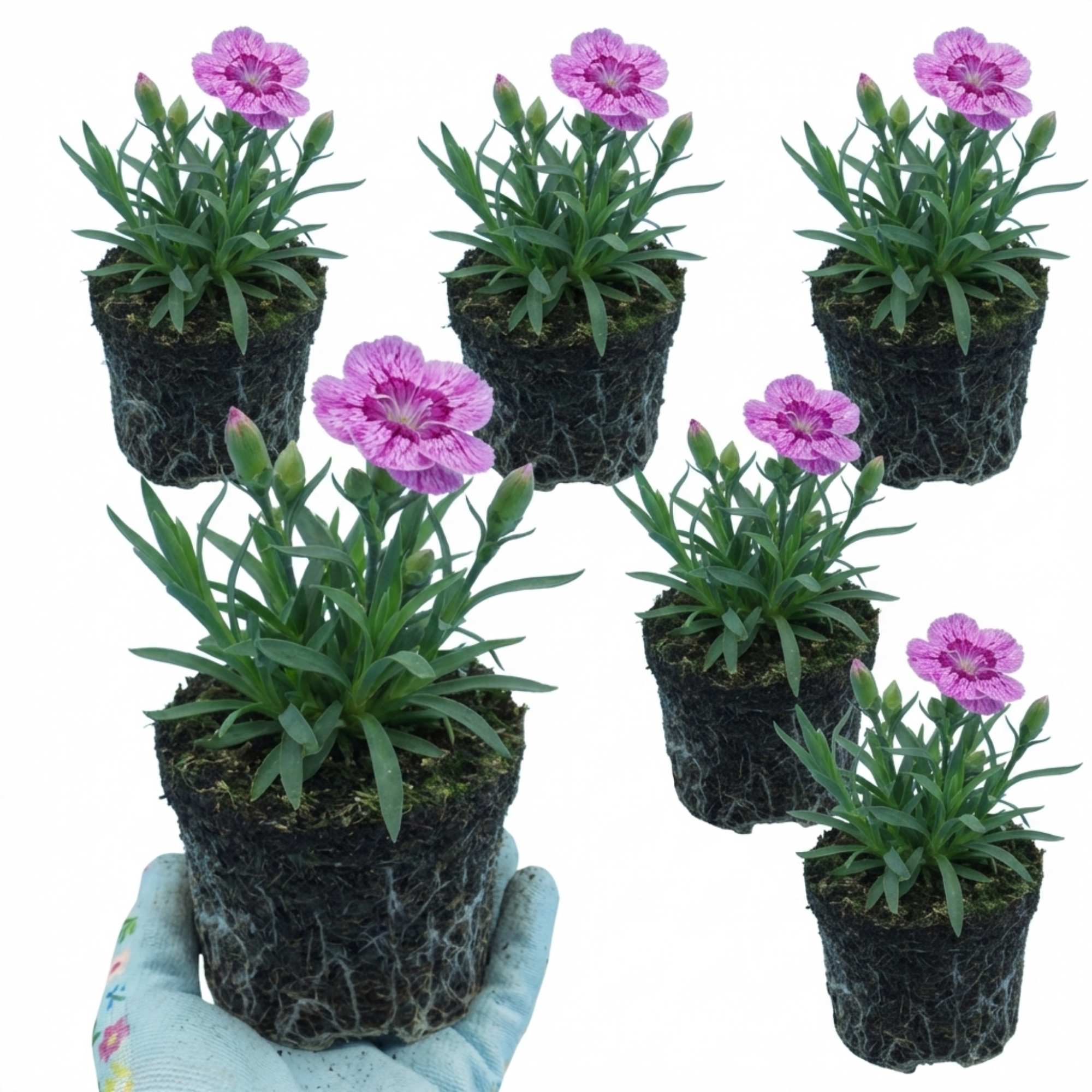 Pink ‘Purple Carnation’ — Bedding Plant, 10.5cm Pot (Set of 3 or 6)