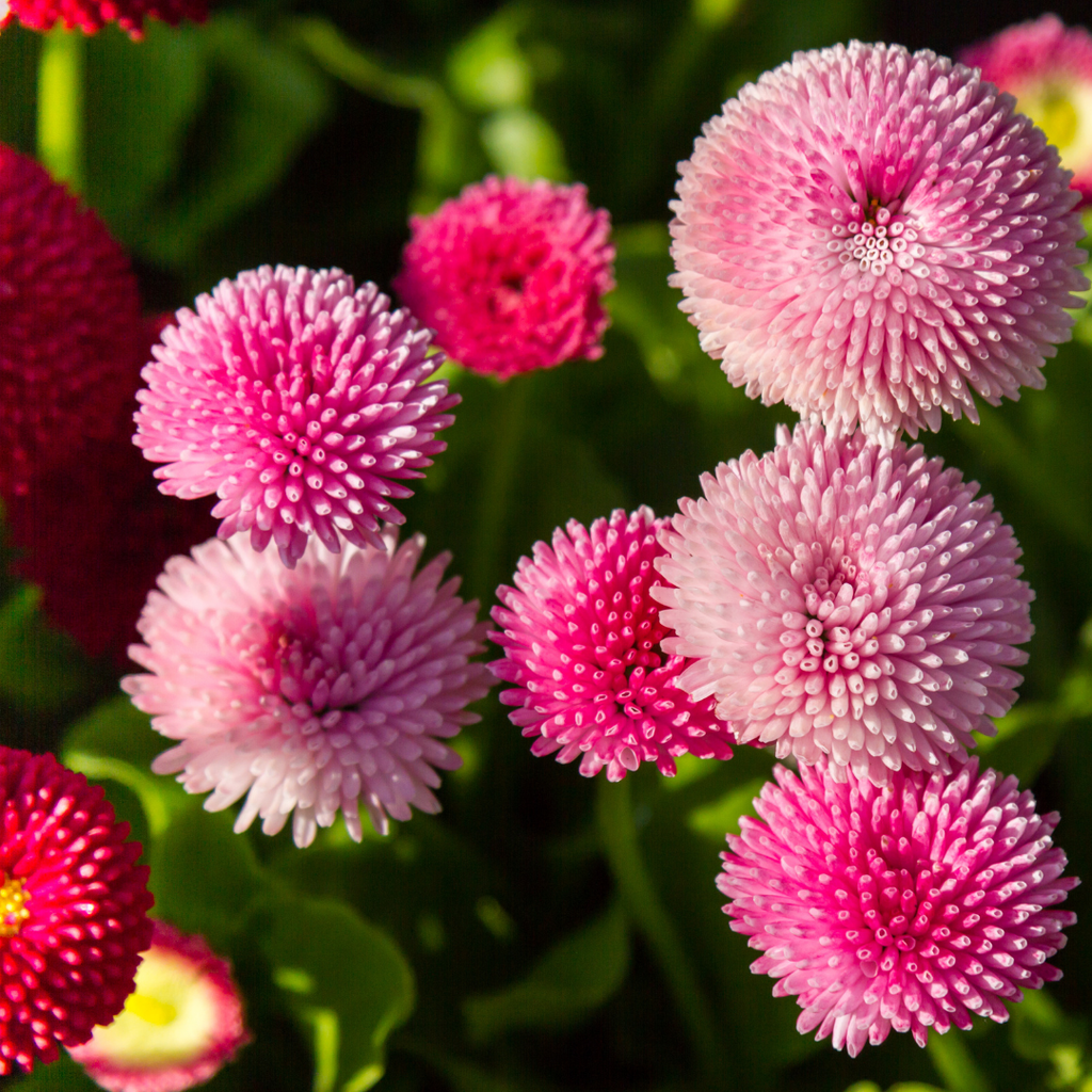 Bellis ‘Rose’ — Hardy Perennial, Bee-Friendly, 10.5cm Pot