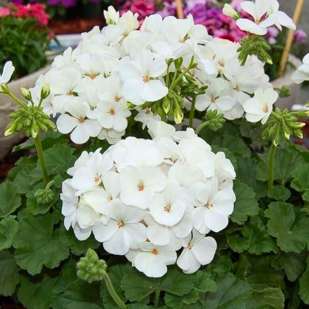 Pelargonium ‘Erika’ — Tender Perennial (grown as bedding), Bee-Friendly, 10.5cm Pot (Set of 3 or 6)