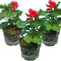 Pelargonium ‘Senna’ — Tender Perennial (grown as bedding), Bee-Friendly, 1L Pot (Set of 3 or 6)