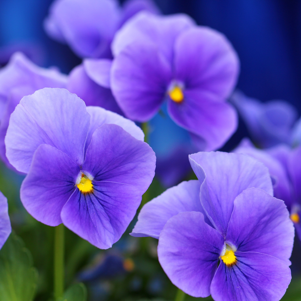 Pansy 'Delta Pro Clear Light Blue' — Hardy Bedding, 10.5cm Pot (Set of 3 or 6)