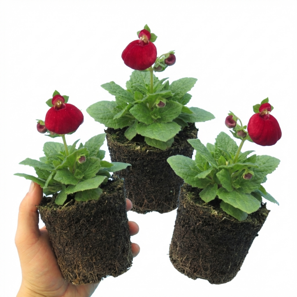 Calceolaria ‘Ruby’ — Hardy Perennial, 1L Pot (Set of 3 or 6)