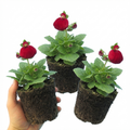 Calceolaria ‘Ruby’ — Hardy Perennial, 1L Pot (Set of 3 or 6)