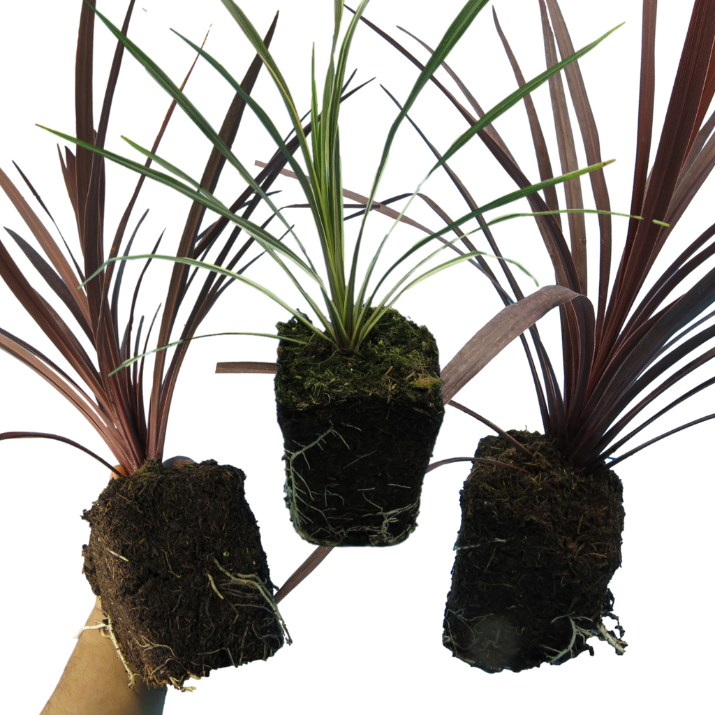 Cordyline Collection — Curated 3-Plant Set (Red Star, Charlie Boy, Torbay Dazzler), 1L Pots