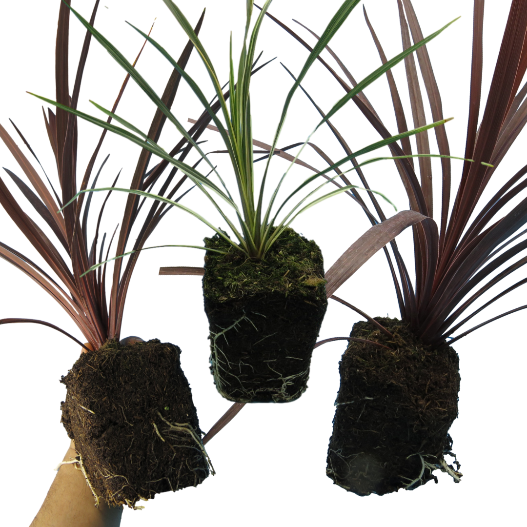 Cordyline Collection — Curated 3-Plant Set (Red Star, Charlie Boy, Torbay Dazzler), 1L Pots