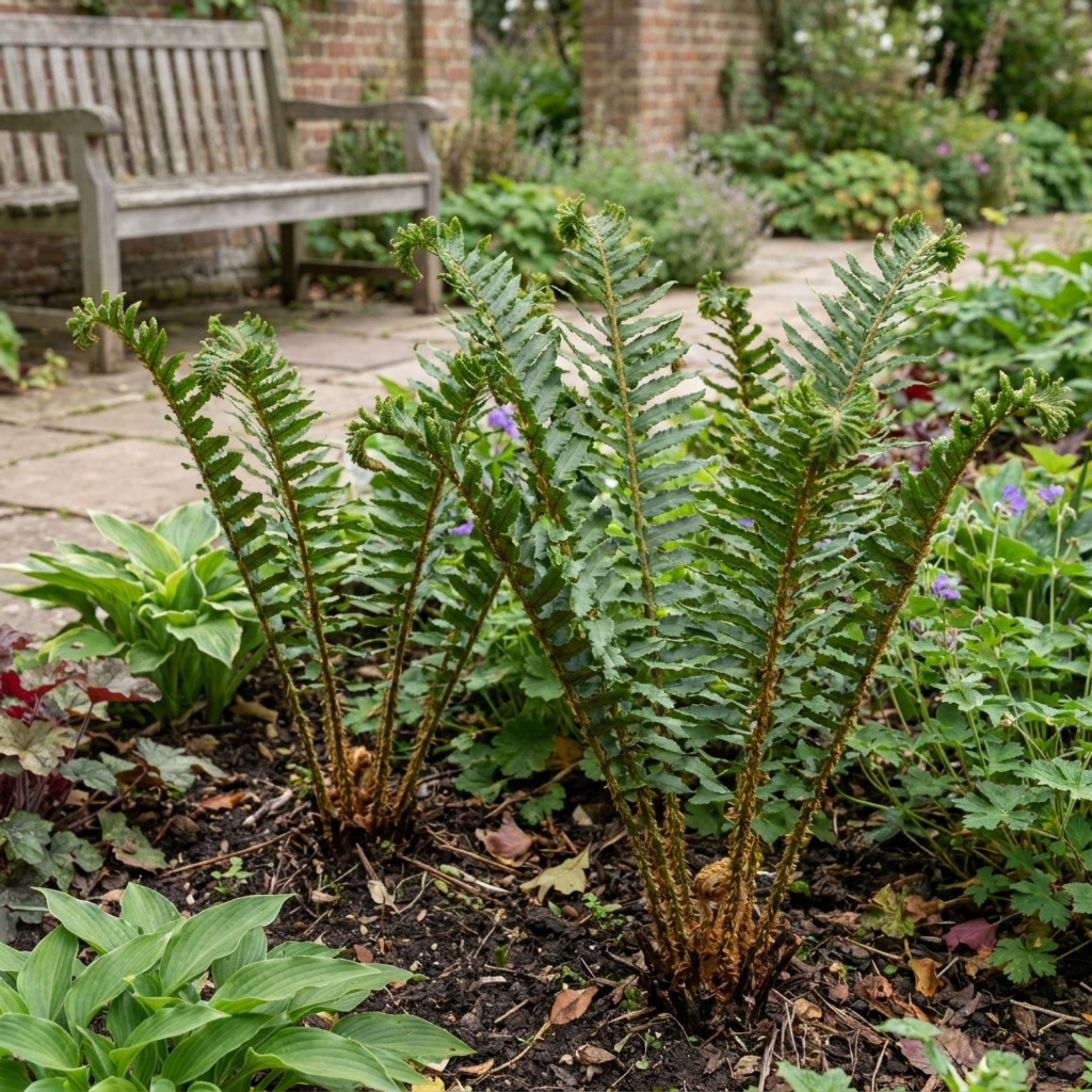 Scaly ‘Male’ — Hardy Evergreen Perennial Fern, 1L Pot