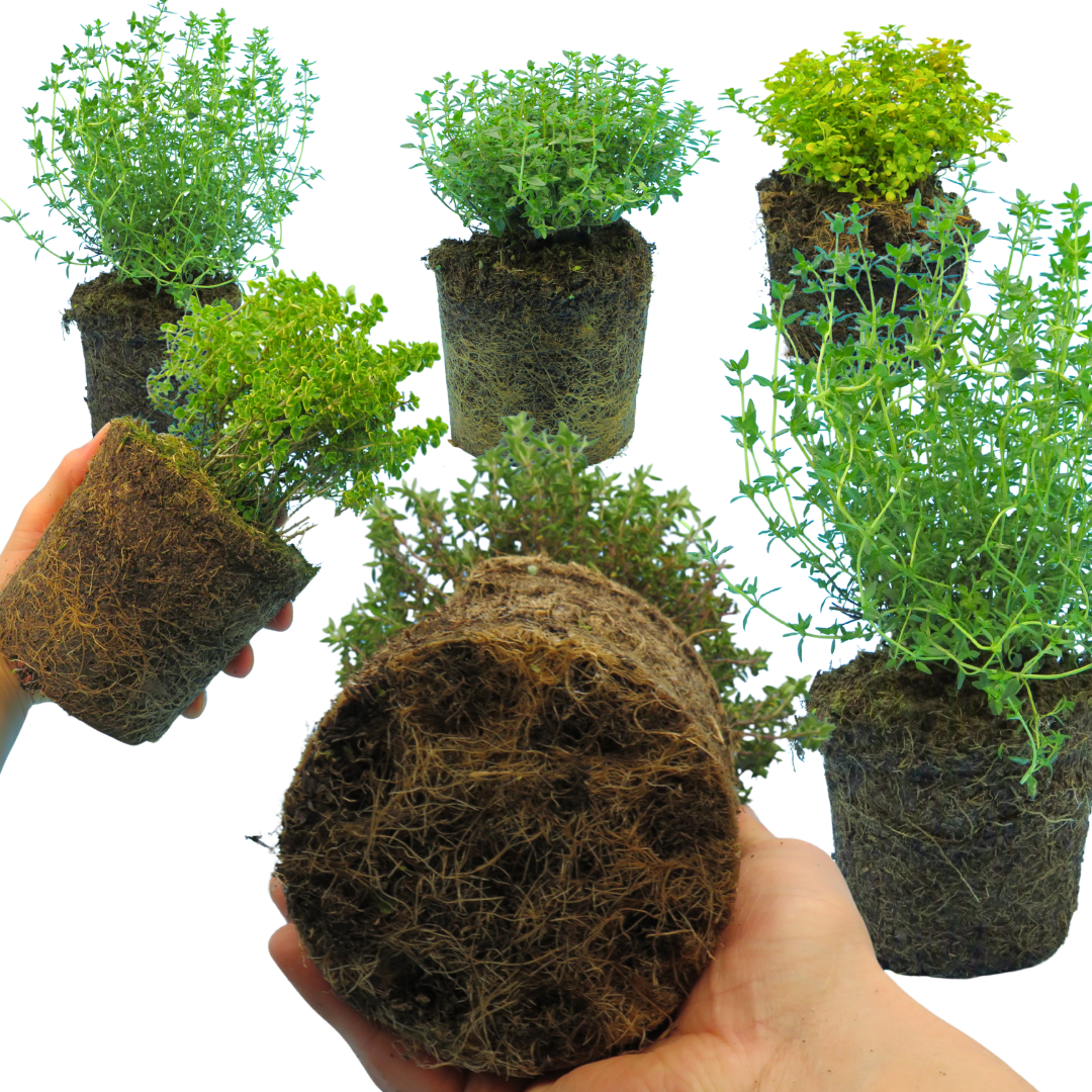 Thyme ‘Growers Choice Mix’ — Edible Plant, 1L Pot