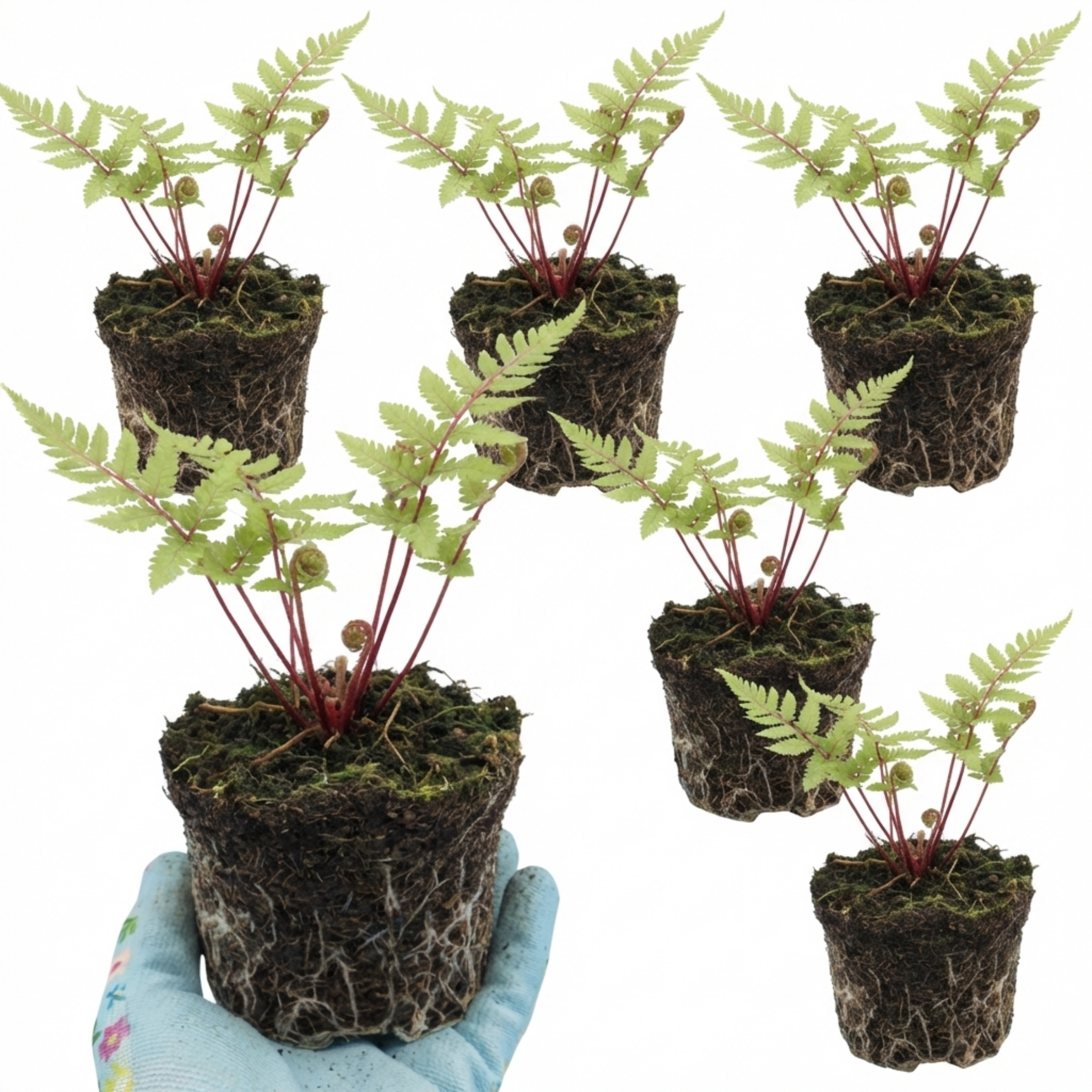 Lady ‘in Red’ — Deciduous Perennial Fern, 11cm Pot (Set of 3 or 6)