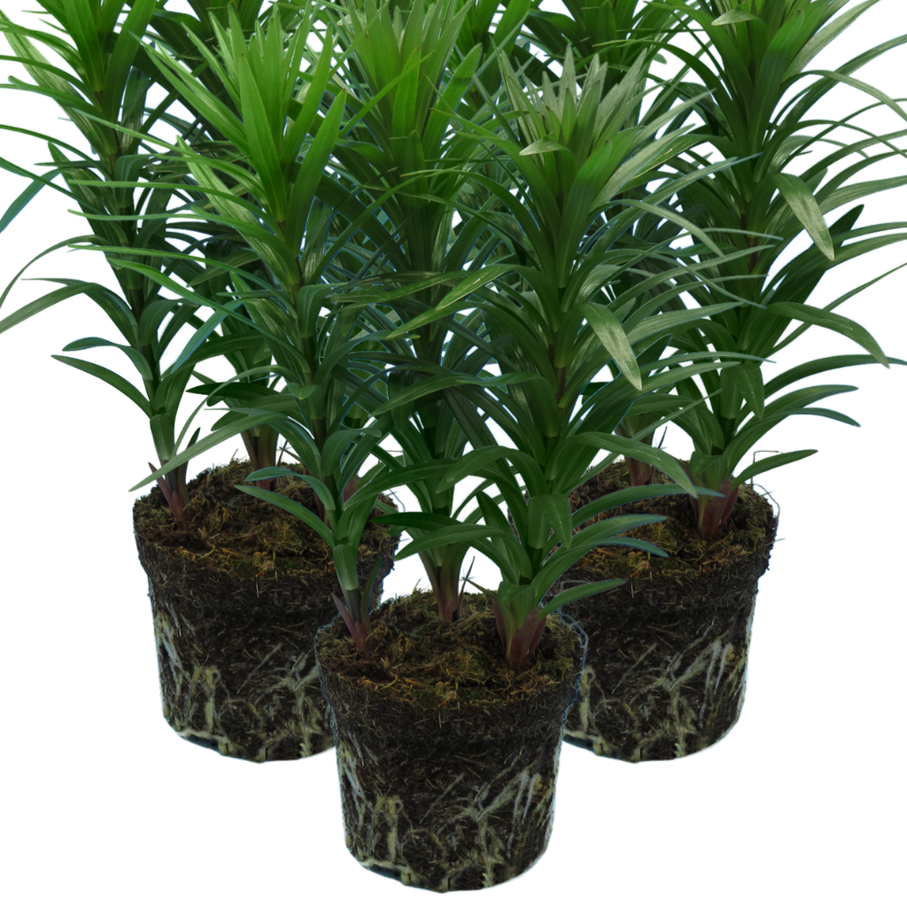 Lilium ‘Orange’ — Hardy Bulb, Bee-Friendly, 1L Pot (Set of 3 or 6)