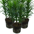 Lilium ‘Orange’ — Hardy Bulb, Bee-Friendly, 1L Pot (Set of 3 or 6)