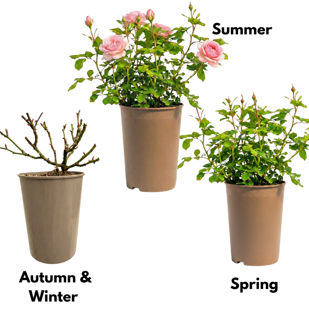Rose 'Pink Bush' — Deciduous Shrub, Bee-Friendly, 3L Pot