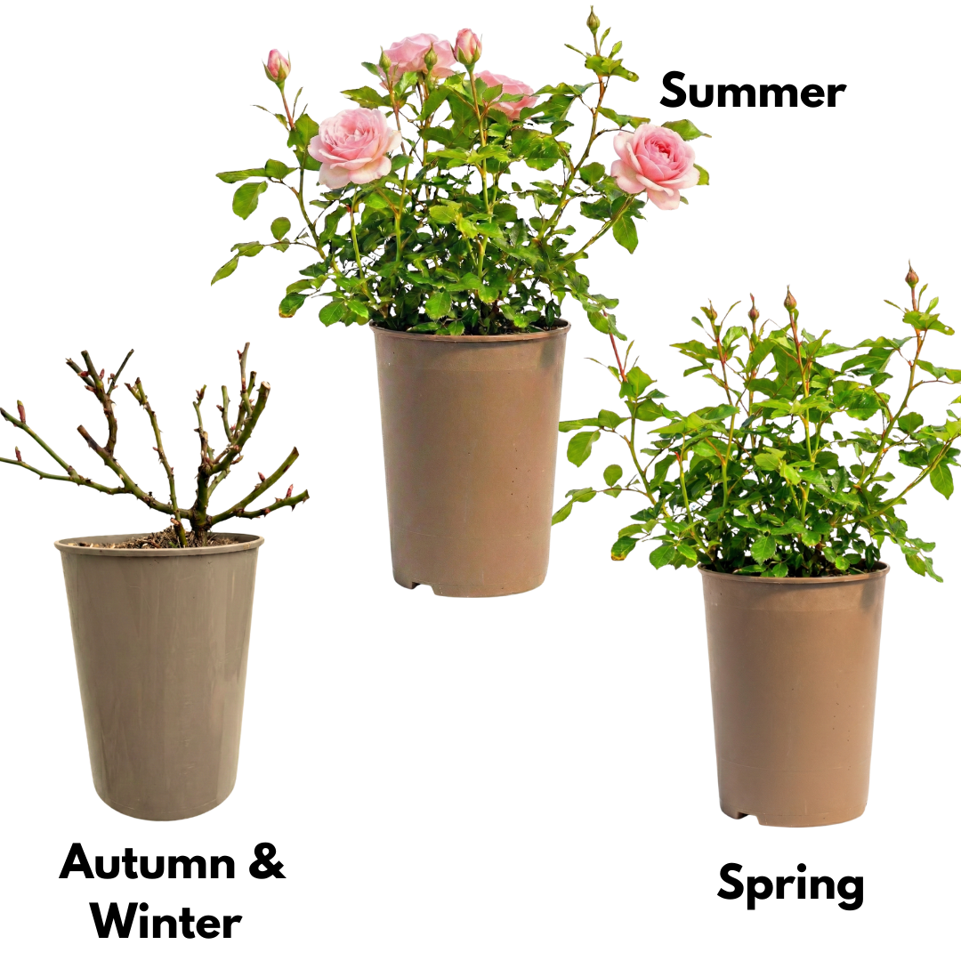 Rose 'Pink Bush' — Deciduous Shrub, Bee-Friendly, 3L Pot