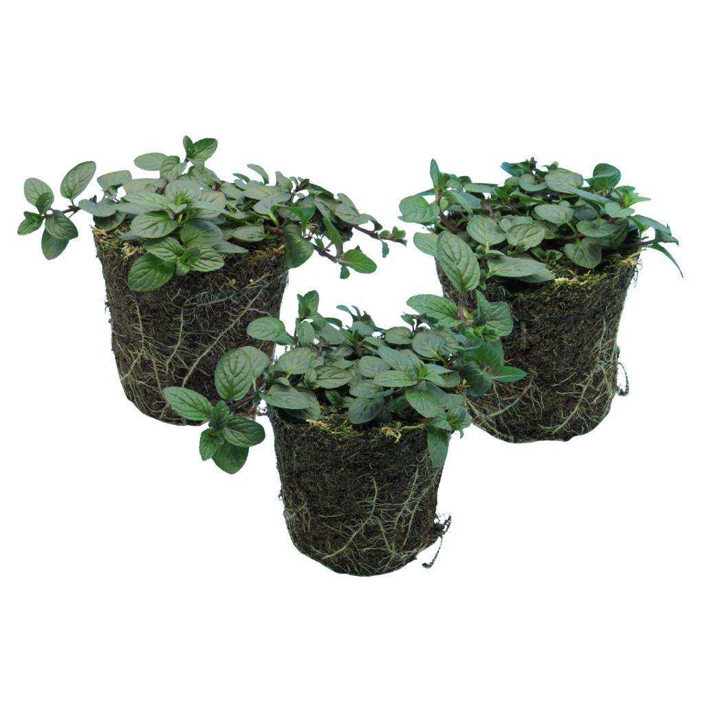 Mint 'Peppermint' — Hardy Perennial Herb, Bee-Friendly, 1L Pot (Set of 3 or 6)