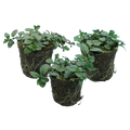 Mint 'Peppermint' — Hardy Perennial Herb, Bee-Friendly, 1L Pot (Set of 3 or 6)