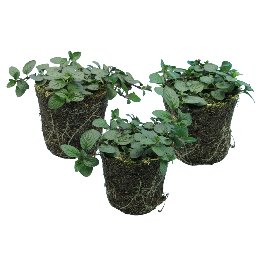 Mint 'Peppermint' — Hardy Perennial Herb, Bee-Friendly, 1L Pot (Set of 3 or 6)