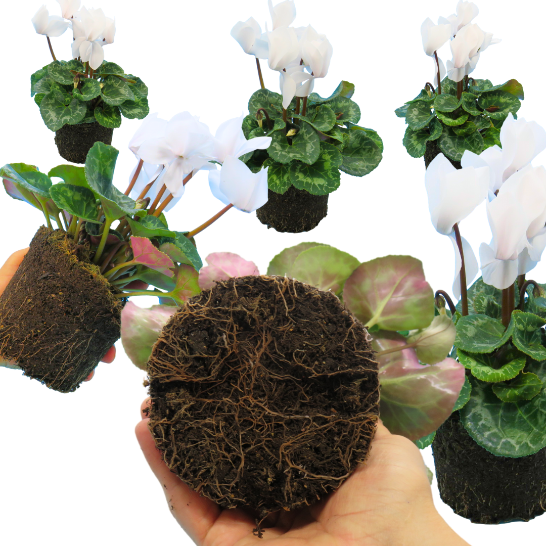 Cyclamen ‘Flame White’ — Hardy Perennial, 1L Pot