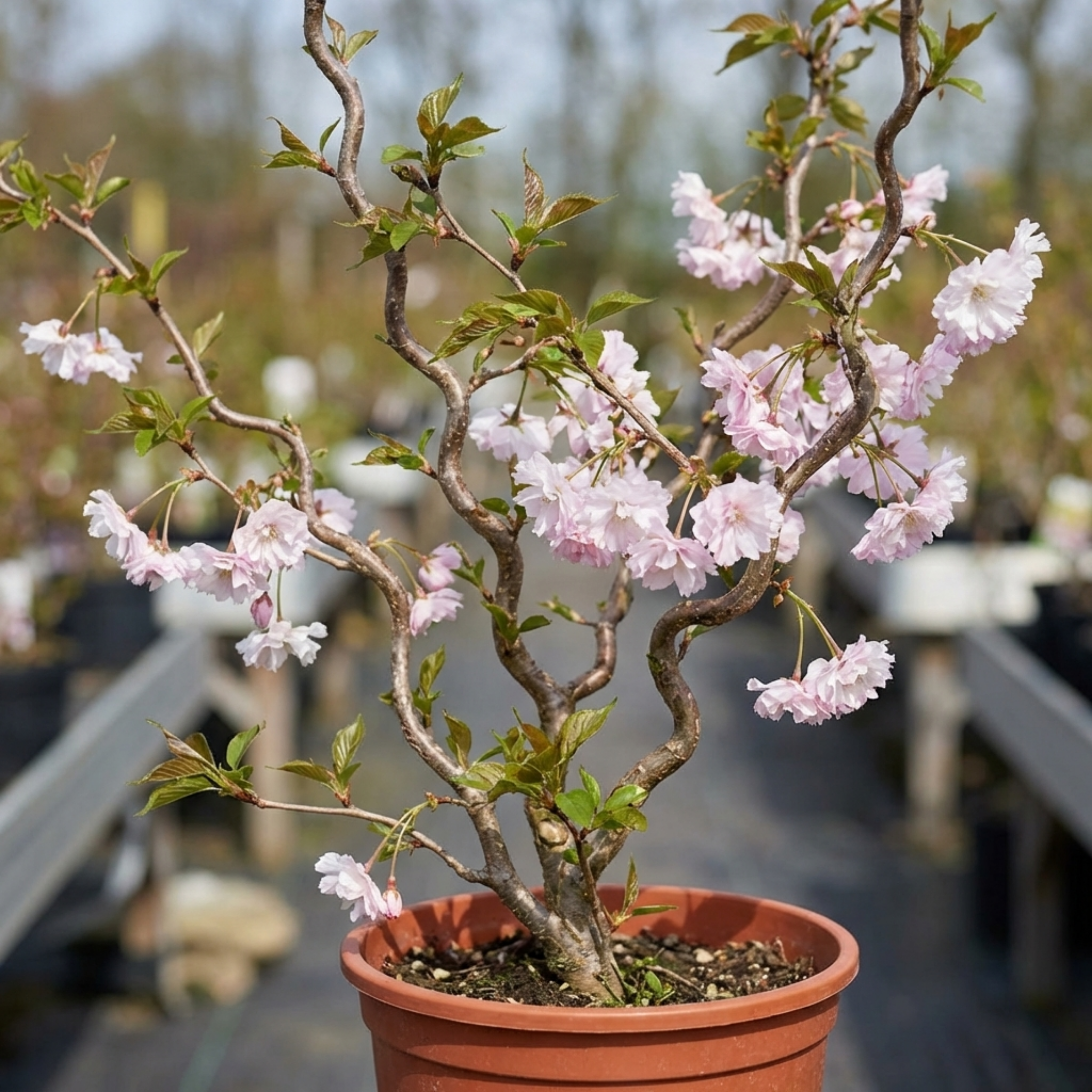 Prunus ‘Kojo No Mai Flowering Hedging’ — Deciduous Shrub / Small Tree, Bee-Friendly, 3L Pot