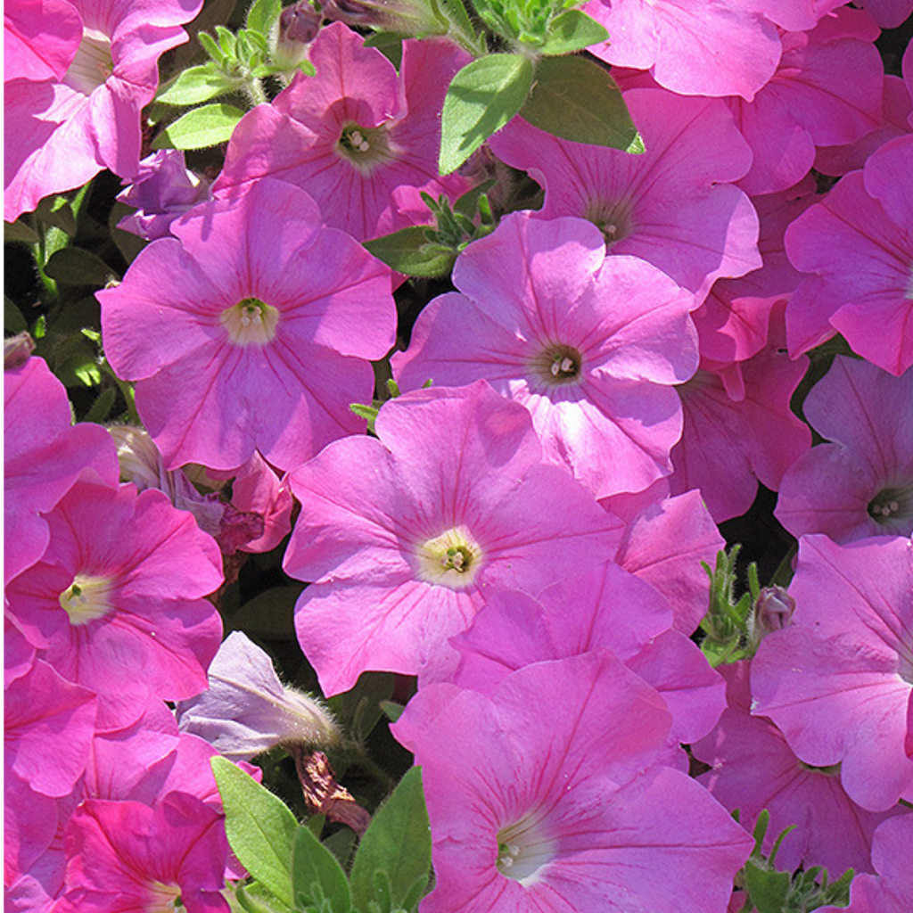 Petunia 'Easy Wave Pink' — Half-Hardy Annual, 10.5cm Pot (Set of 3 or 6)