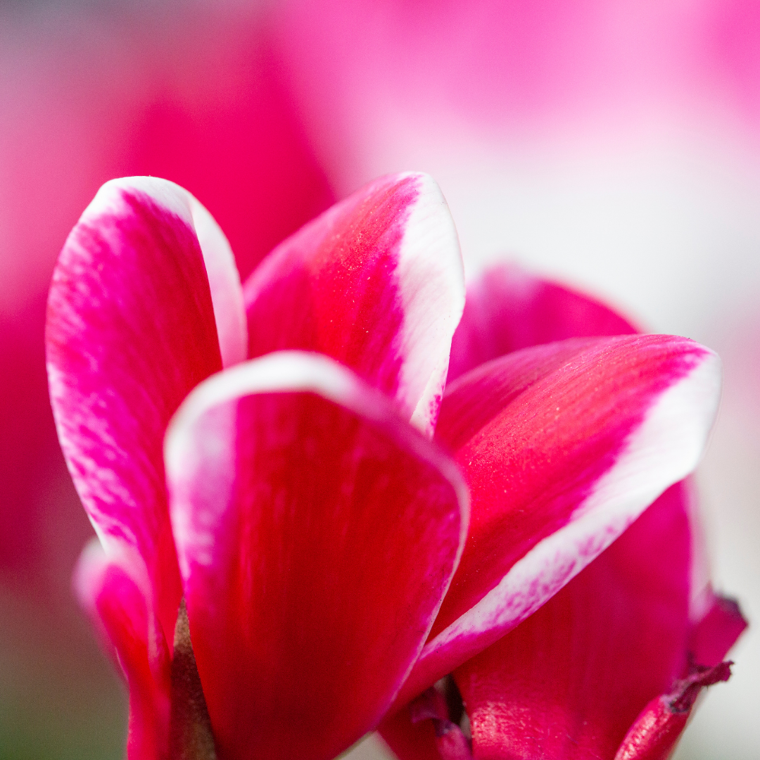 Cyclamen ‘Bicolour Rouge Flame’ — Hardy Perennial, 1L Pot