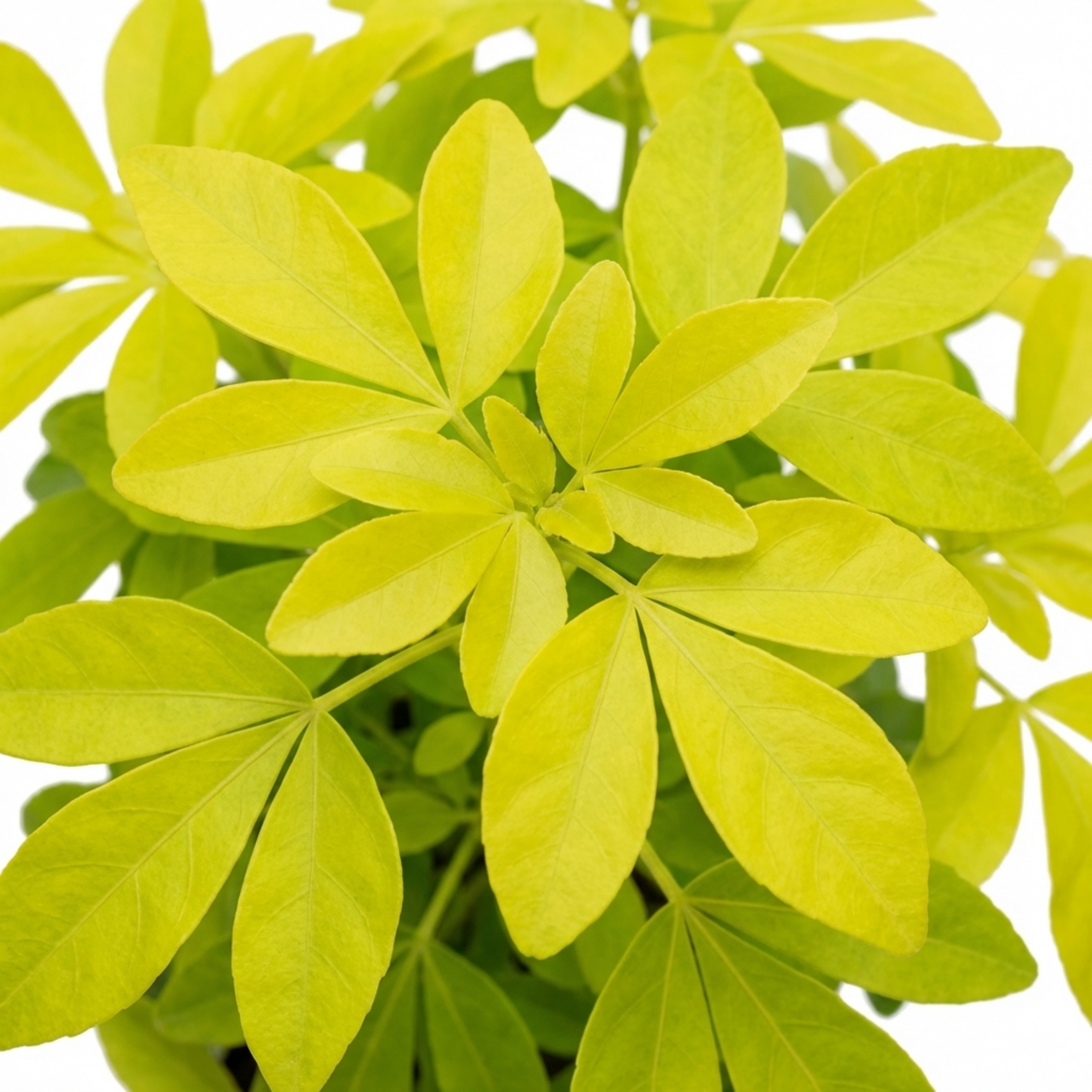 Choisya ‘Aztec Gold’ — Hardy Evergreen Shrub, Bee-Friendly, 3L Pot