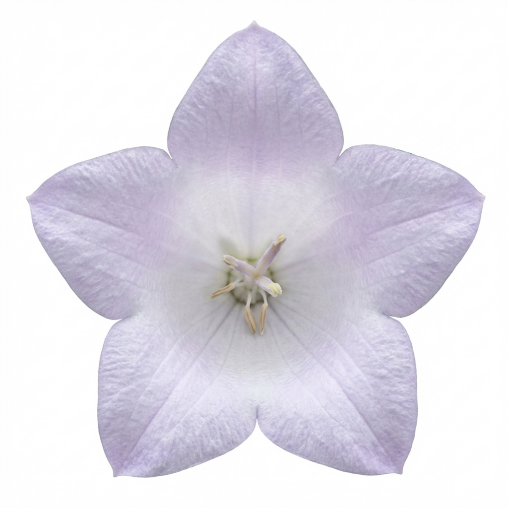 Hosta 'First Frost' — Plantain Lily, Hardy Perennial, 1L Pot (Set of 3 or 6)