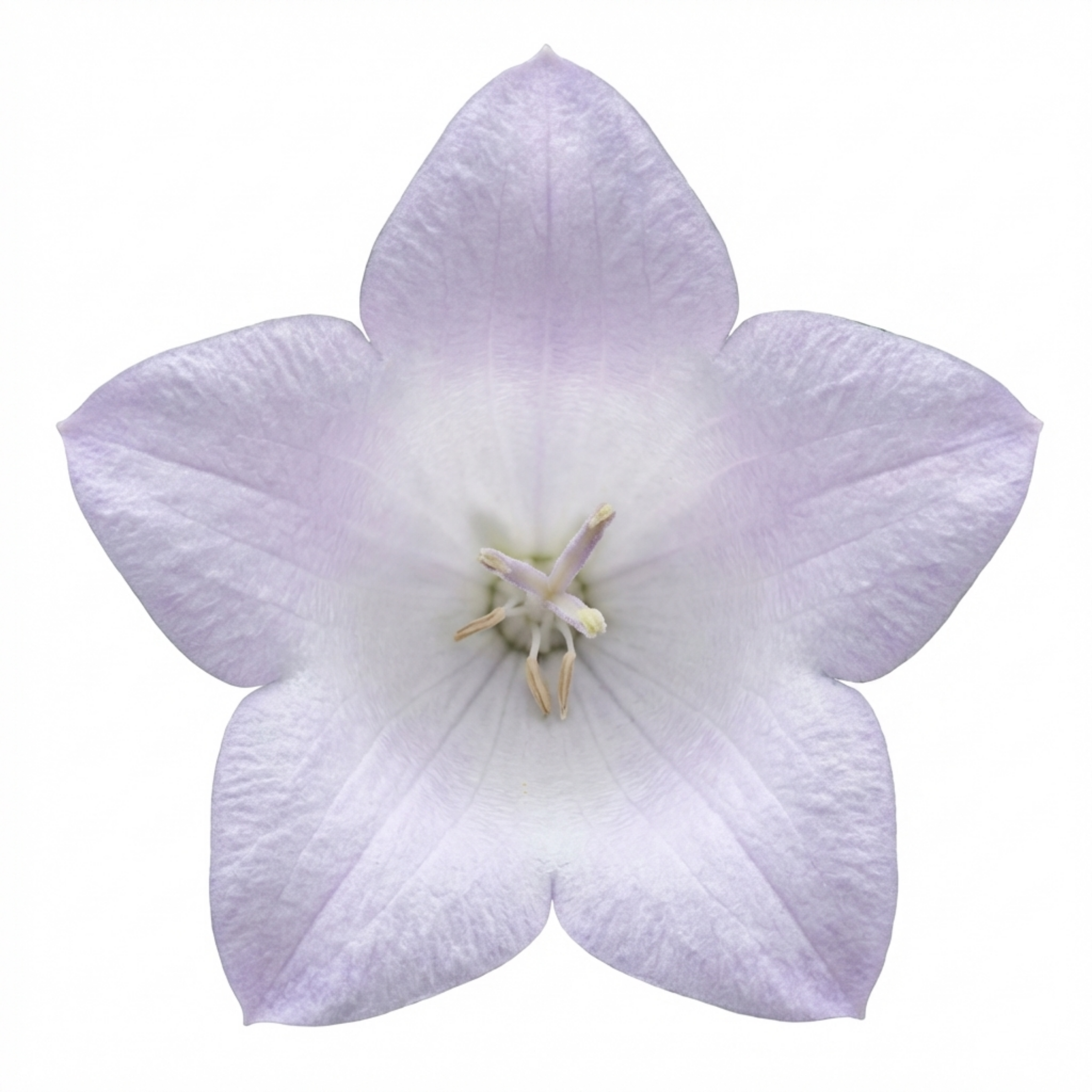 Hosta 'First Frost' — Plantain Lily, Hardy Perennial, 1L Pot (Set of 3 or 6)
