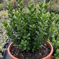 Euonymus ‘Microphyllus’ — Evergreen Shrub, 17cm Pot