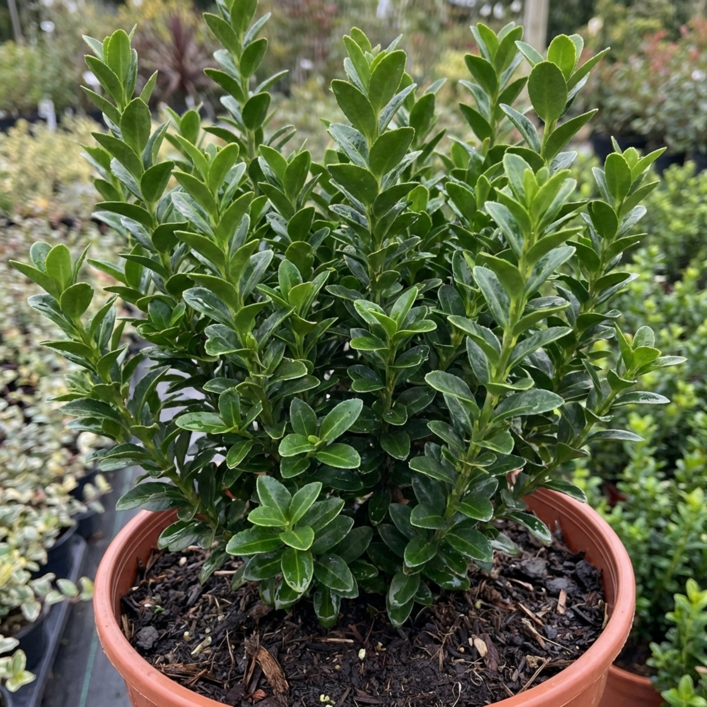Euonymus ‘Microphyllus’ — Evergreen Shrub, 17cm Pot