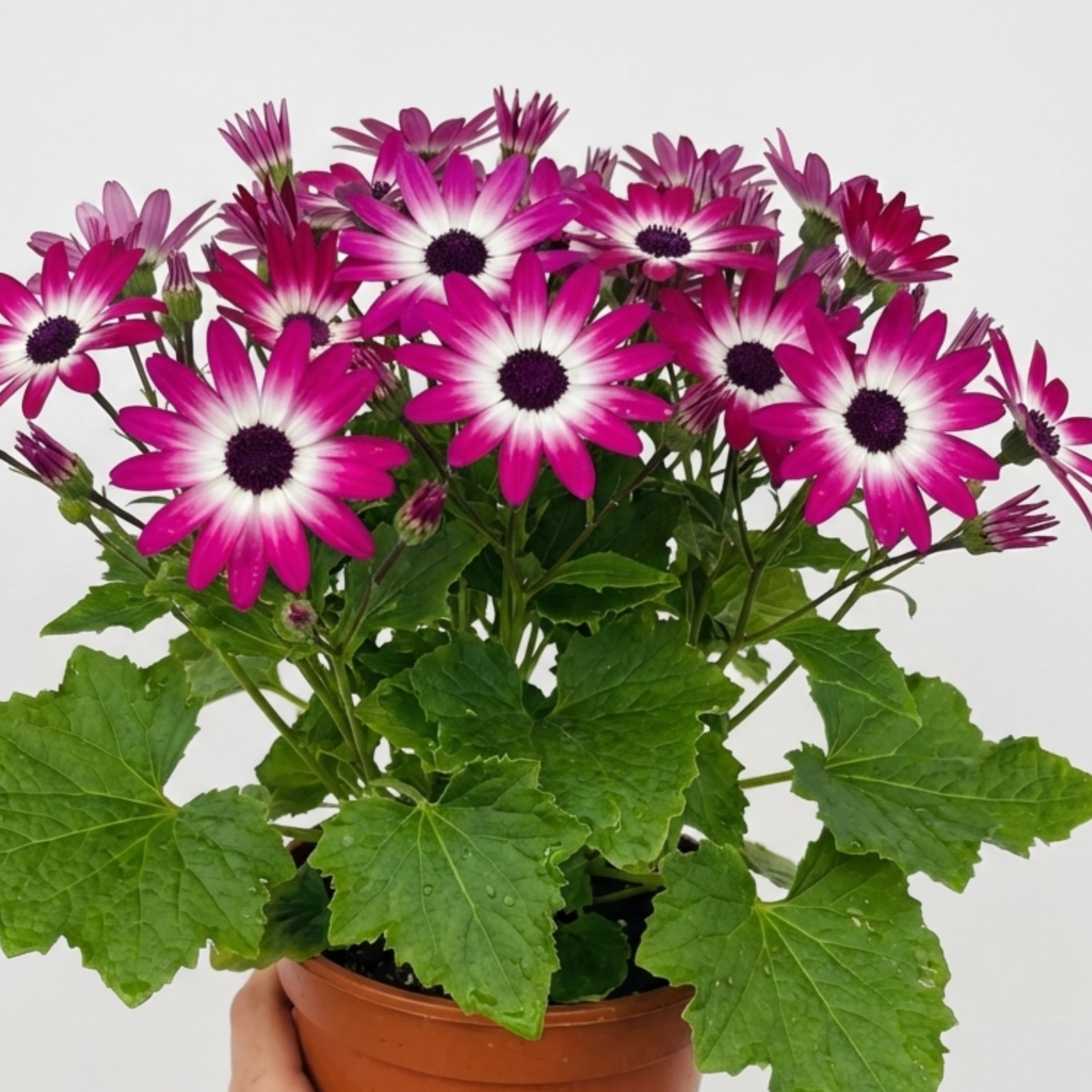 Senetti ‘Pink Bicolour Live Flowering’ — Bedding Plant, Bee-Friendly, 6.5L Pot