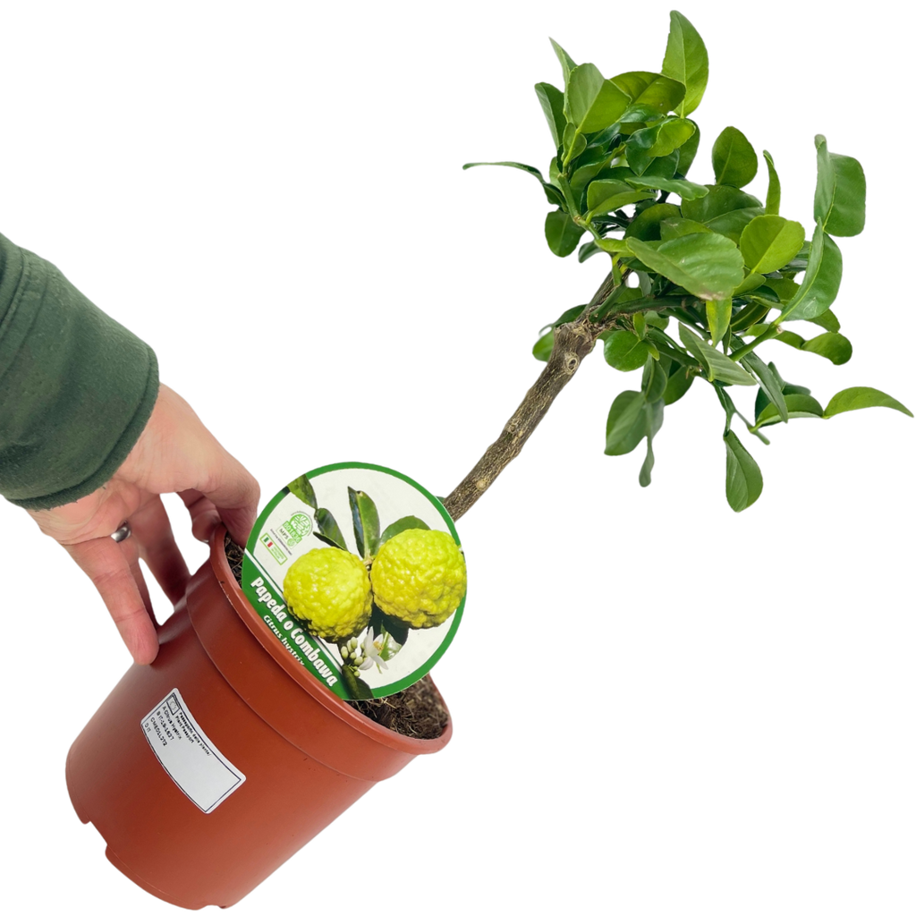 Mini Kaffir Lime Tree (Citrus hystrix) — Tender Evergreen Fruit Tree, 15cm Pot