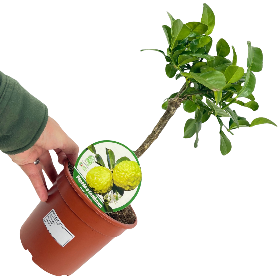 Mini Kaffir Lime Tree (Citrus hystrix) — Tender Evergreen Fruit Tree, 15cm Pot